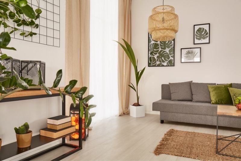 Ev Bitkileri: Bakım İpuçları ve Popüler Bitki Türleri
